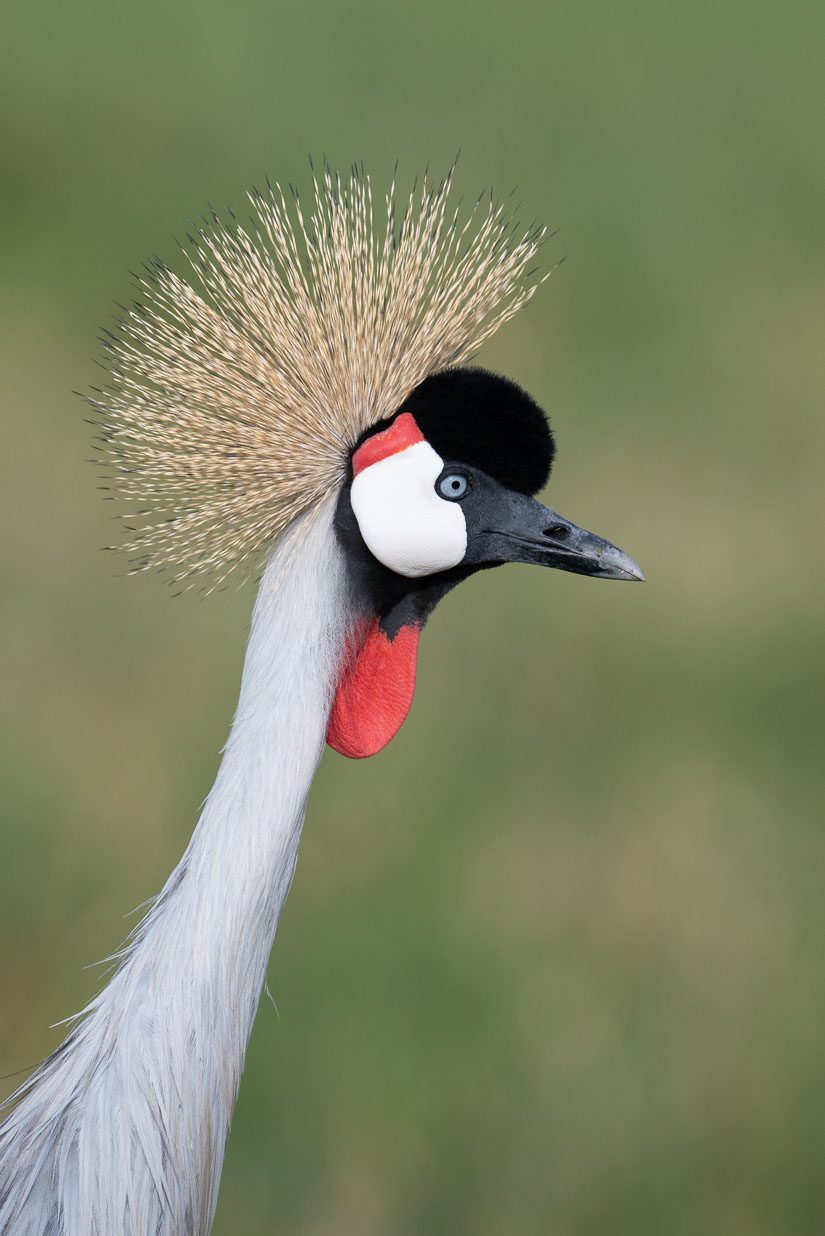 Crowned Crane