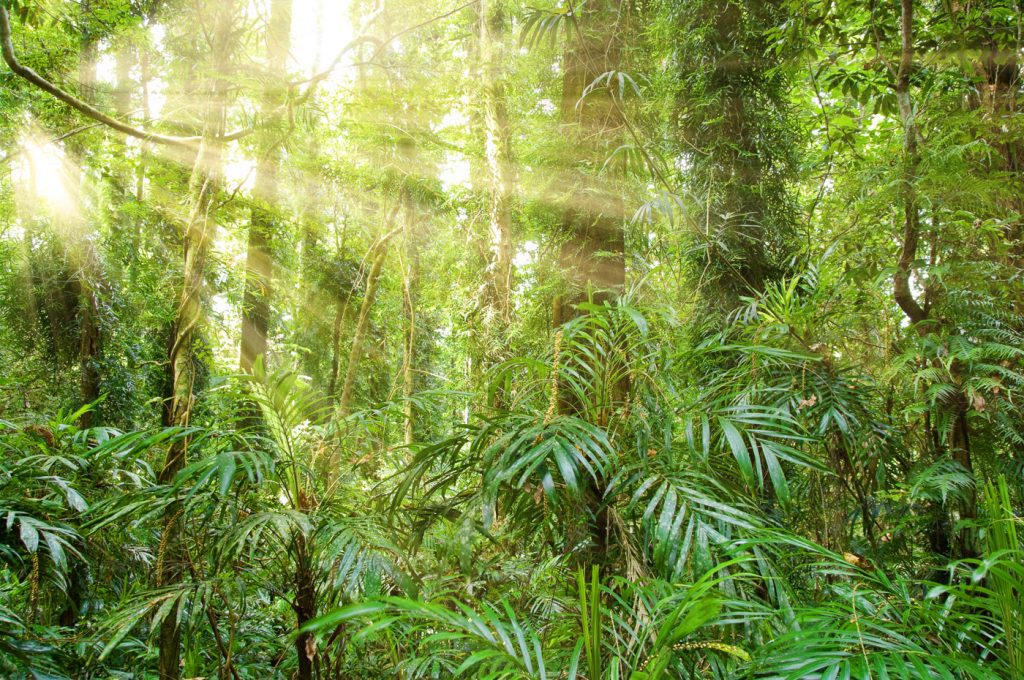 Dorrigo Rainforest