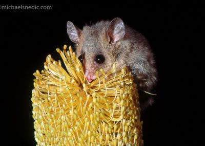 Eastern Pygmy Possum in Banksia
