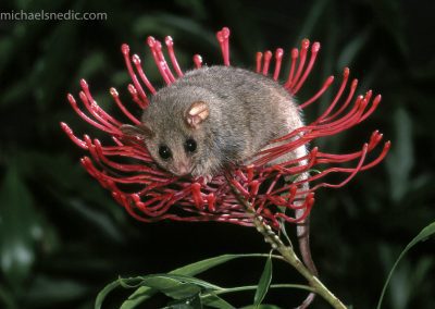 Eastern Pygmy Possum in Tree Waratah