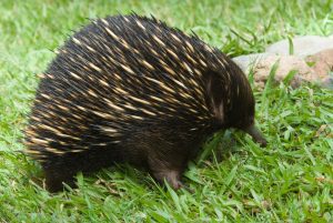Echidna