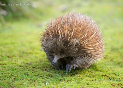 Echidna