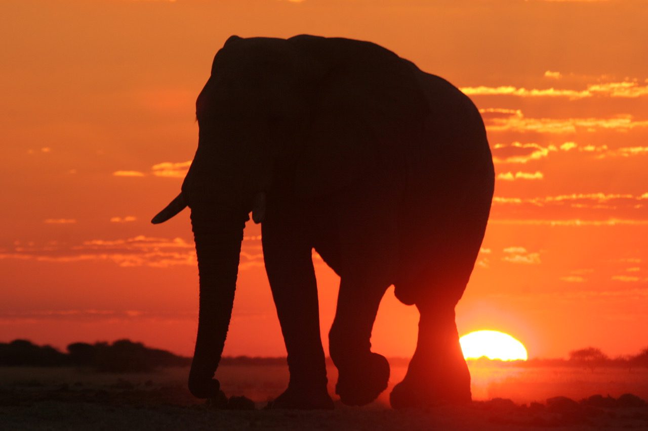 Elephant Silhouette in Sunset
