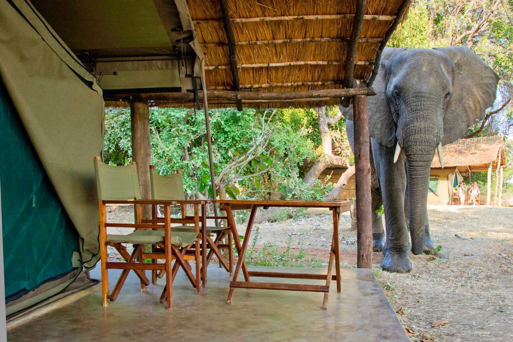 Elephant visiting camp Elephant visiting camp