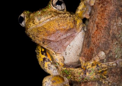 Emerald-Spotted Treefrog