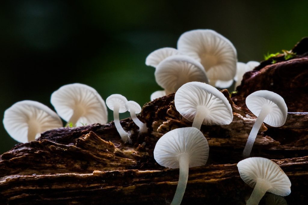 Gilled-Fungi