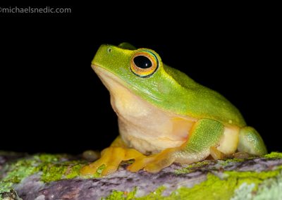 Graceful Tree Frog