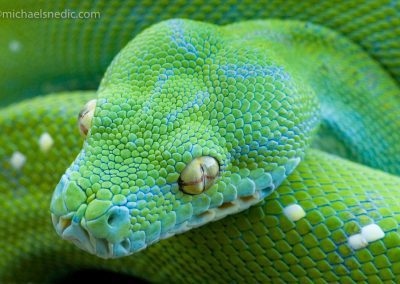 Green Tree Python