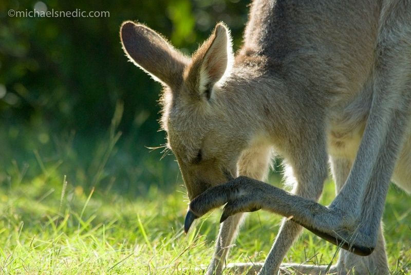 Grey Kangaroo - Back lighting