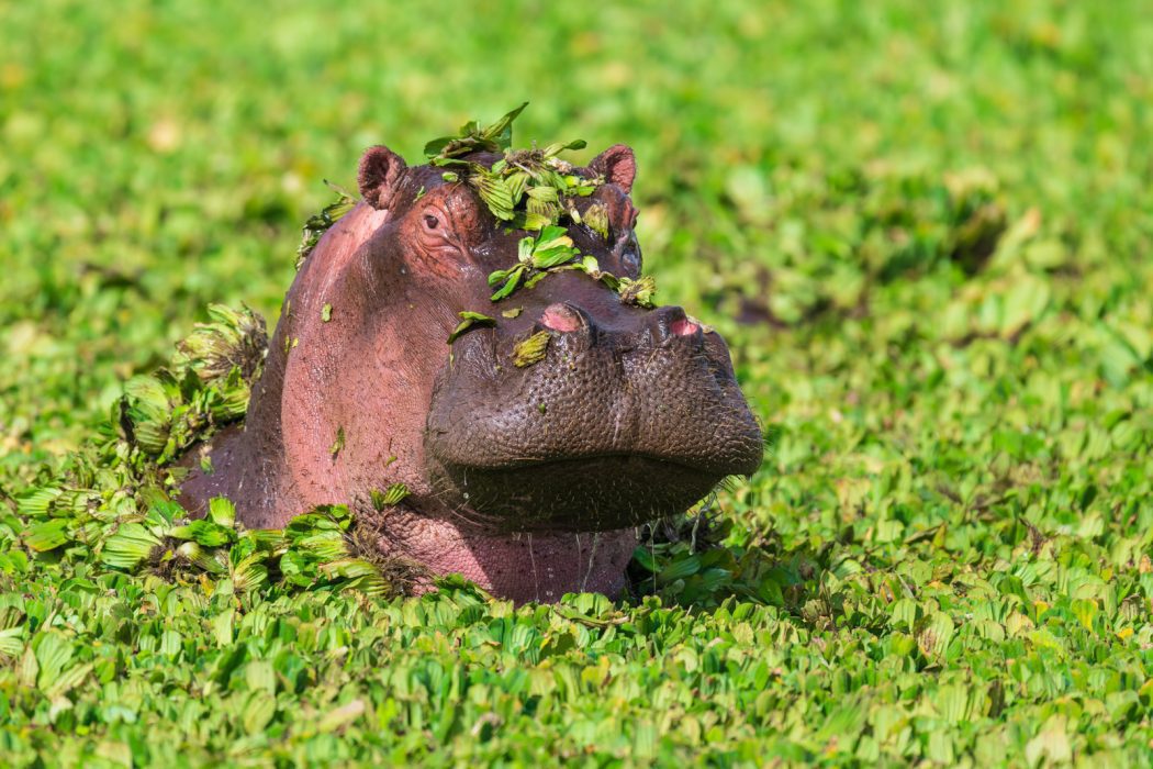 Hippo Hippo