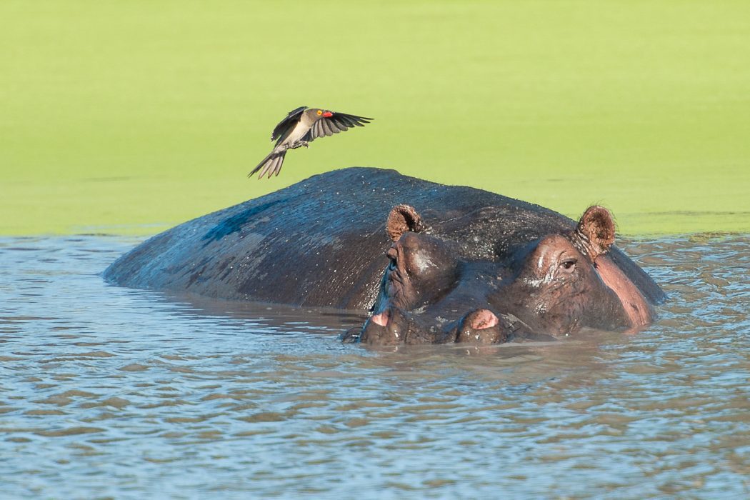 Hippo Hippo