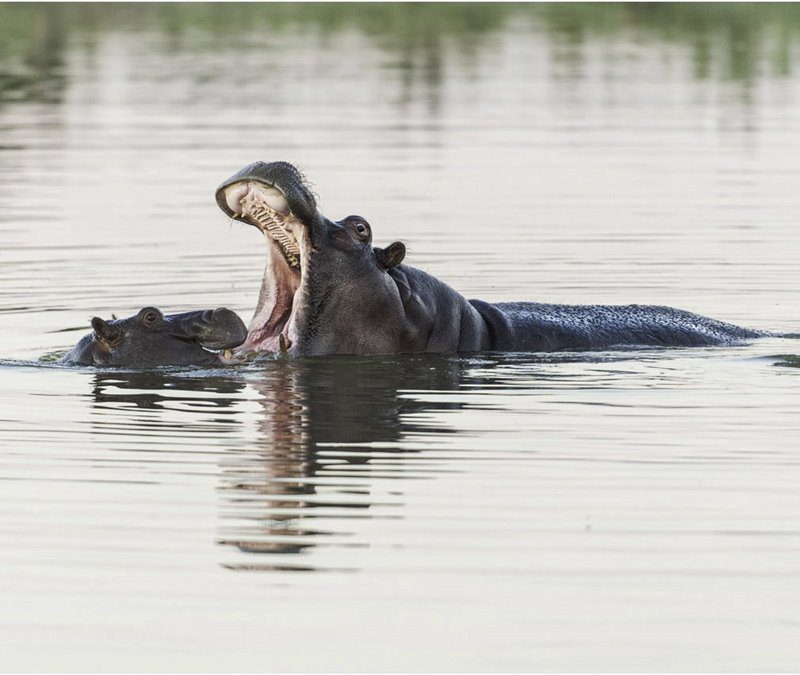 hippo with baby