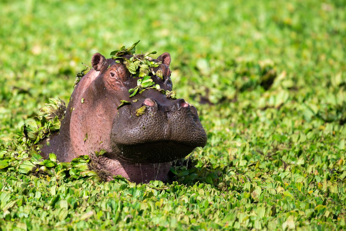 Hippo