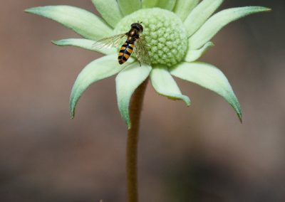 Hoverfly in Flower