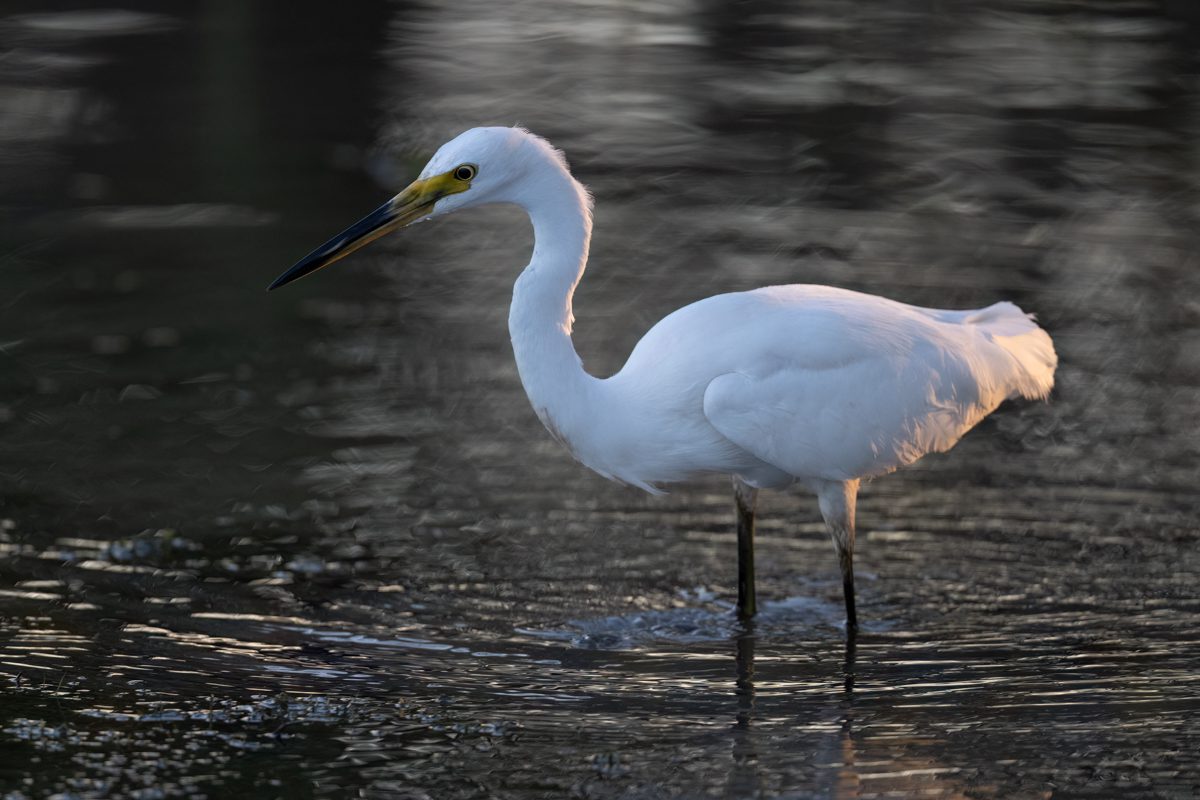 Intermediate Egret