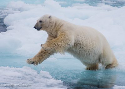 Leaping Polar Bear