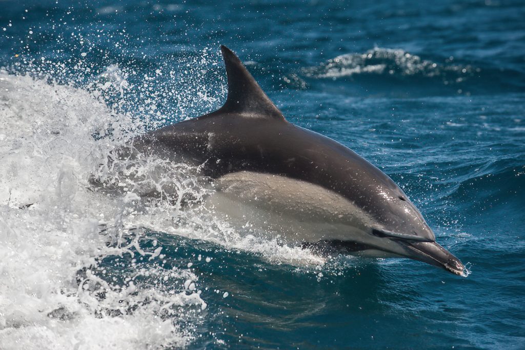 Leaping dolphin