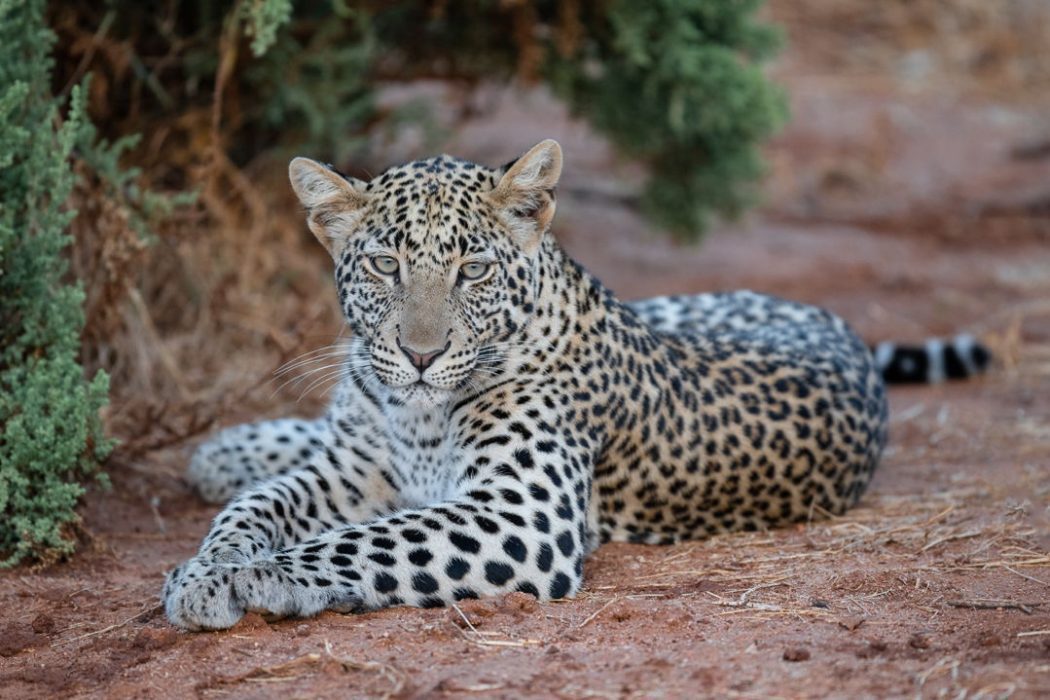 Leopard Leopard