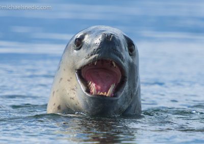 Leopard Seal