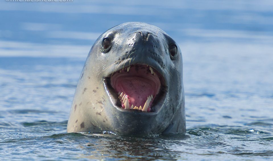Leopard Seal