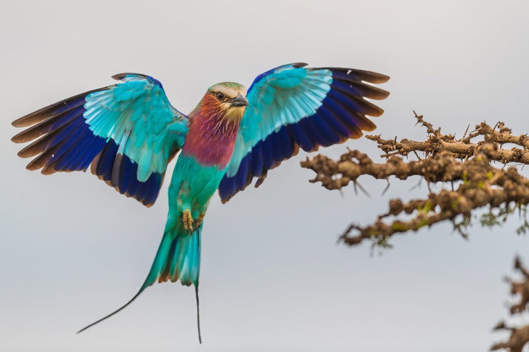 Lilac-breasted Roller Lilac-breasted Roller