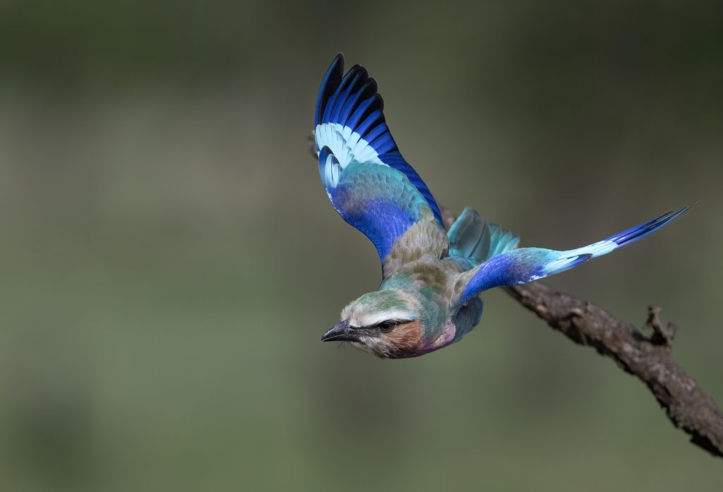 Lilac-breasted Roller