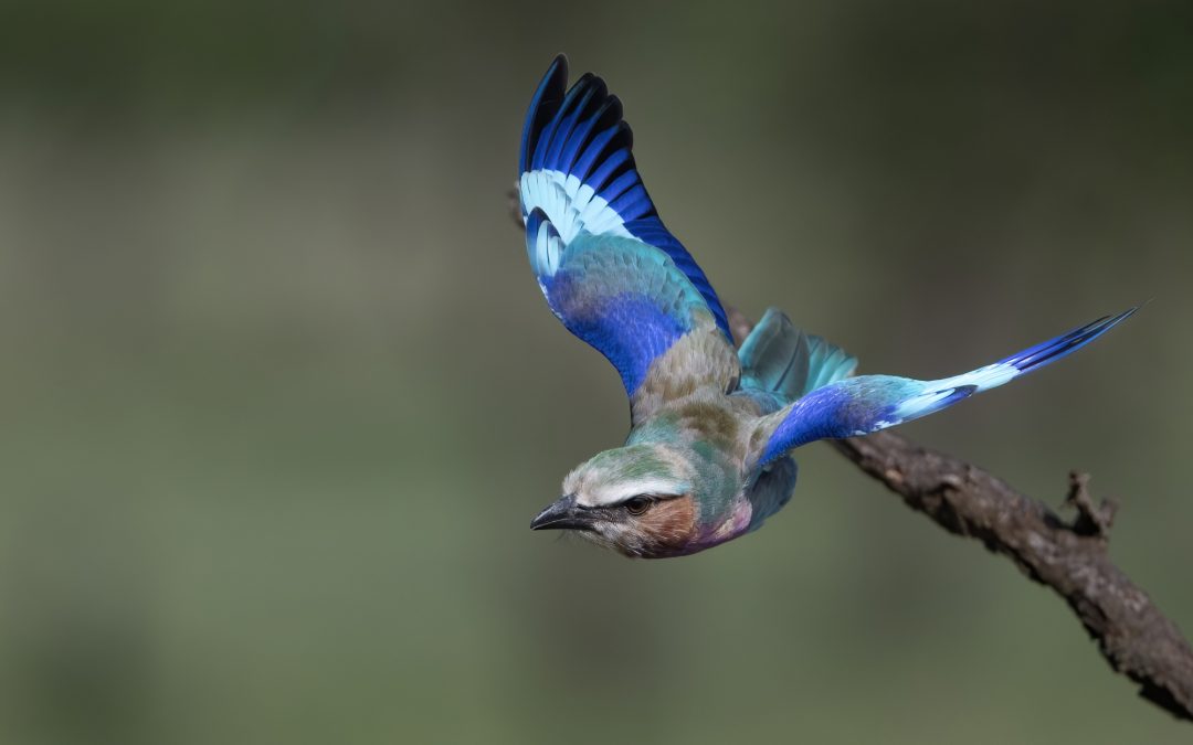 Bird Photography Techniques