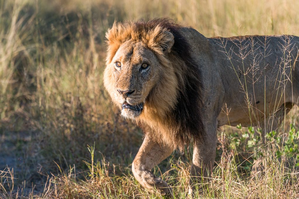 Lion