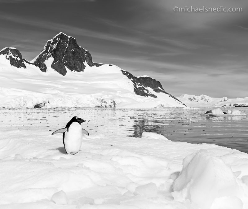 Lone Adele Penguin Antarctica