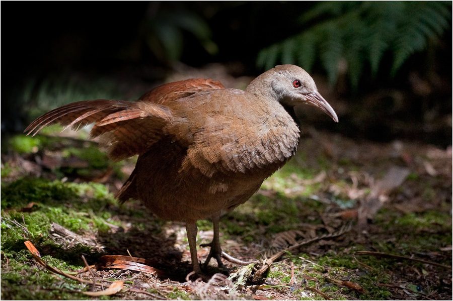 Lord Howe Island Woodhen