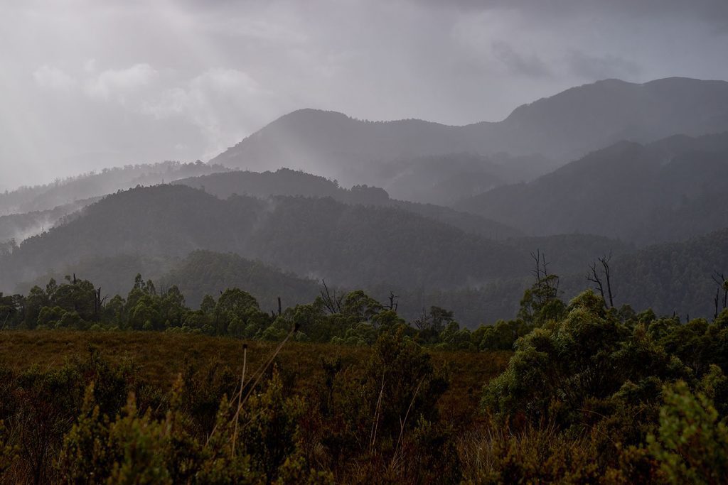 Misty Tarkine