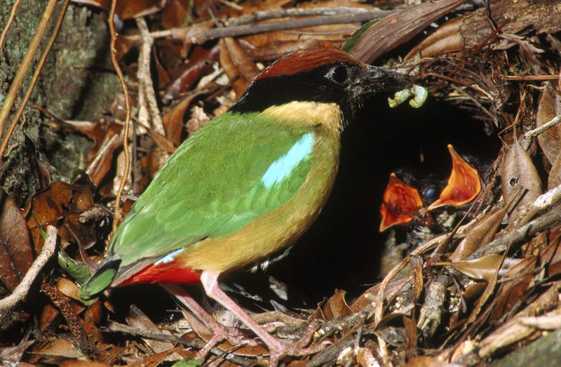 Noisy Pitta with chicks
