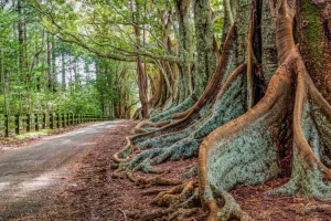 Norfolk-Island-Photo-Workshop