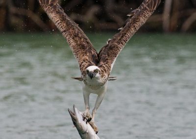Osprey With Fish