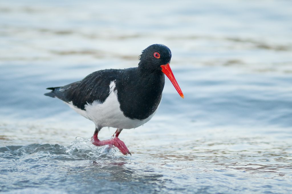 Oyster Catcher