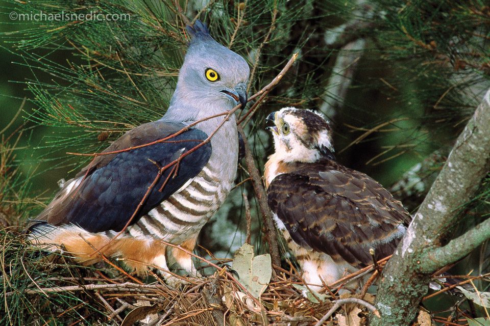 Pacific Baza – The Gentle Hawk