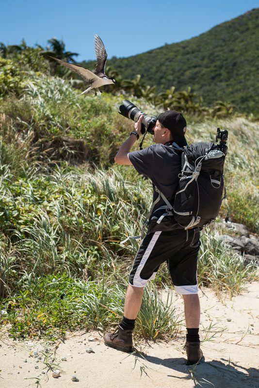 Photographing Sooty Terns_Lord Howe Island