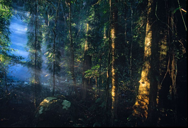 Rays of light in rainforest