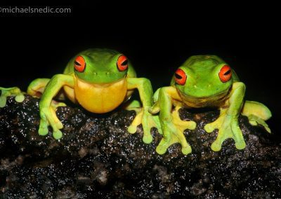 Red-Eyed Green Tree Frogs