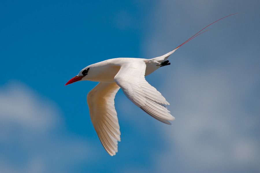 Red-tailed Tropicbird