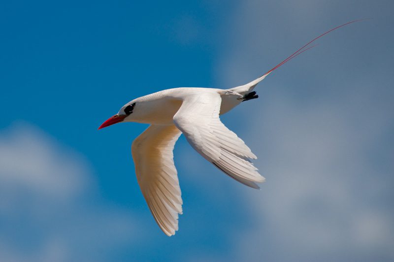 Red-tailed Tropicbird