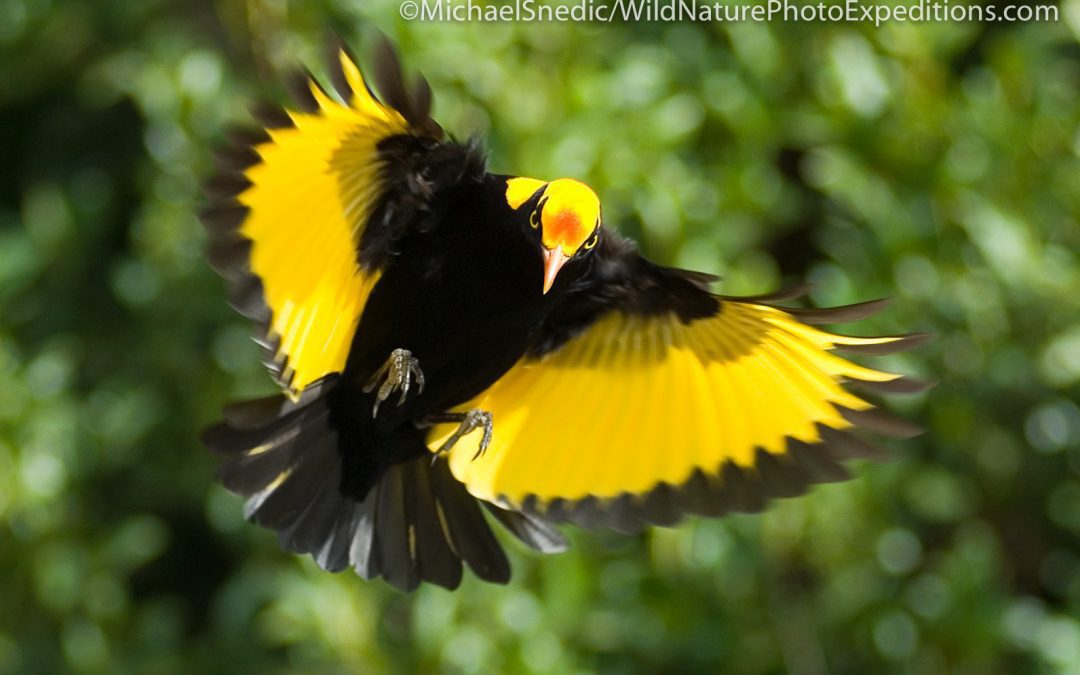 4 Day Photography Masterclass – Lamington National Park, Qld