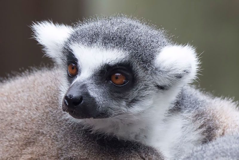 Ring-tailed Lemur