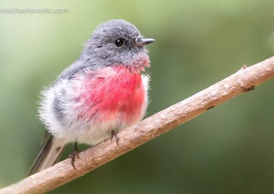 Rose Robin