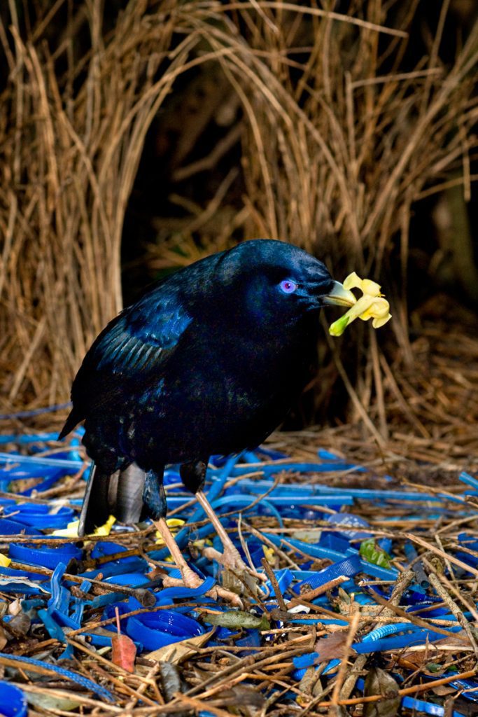 Satin Bowerbird