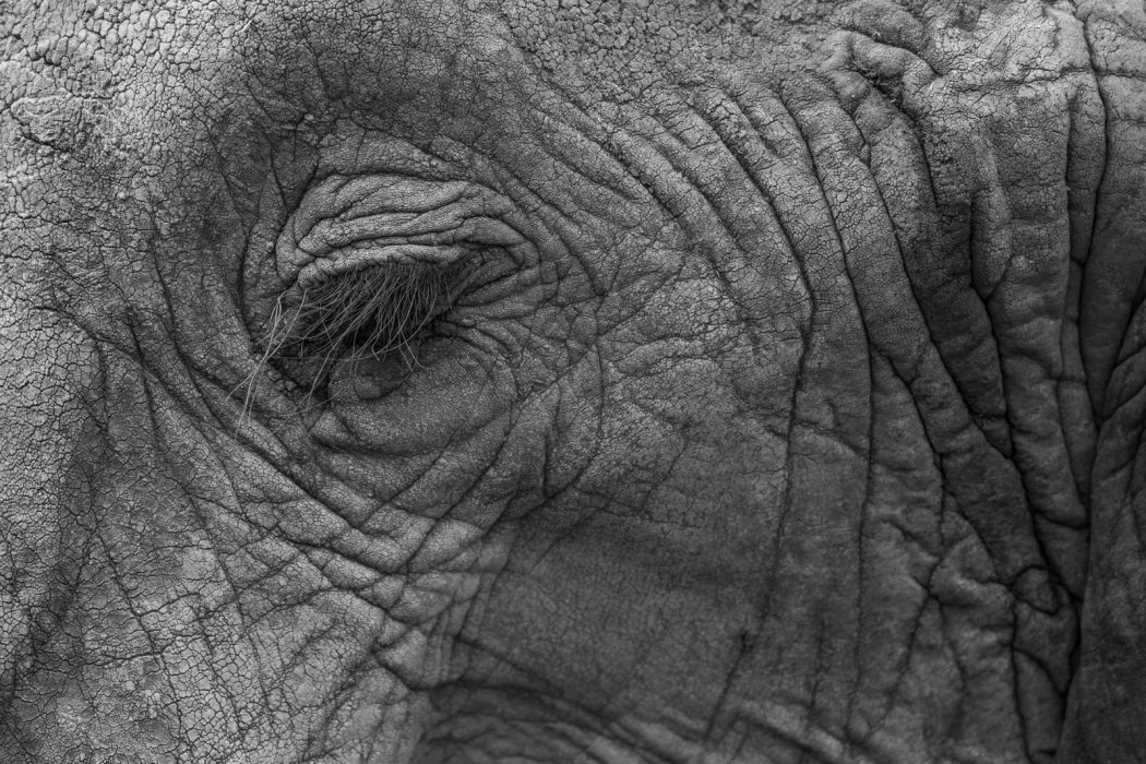 Serene Elephant Serene Elephant