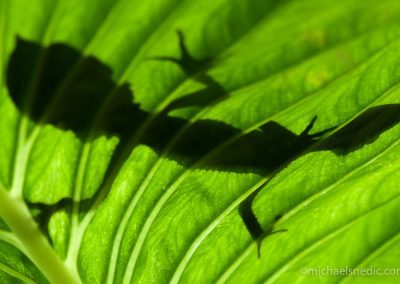 Silhouetted Leaf-Tailed Gecko