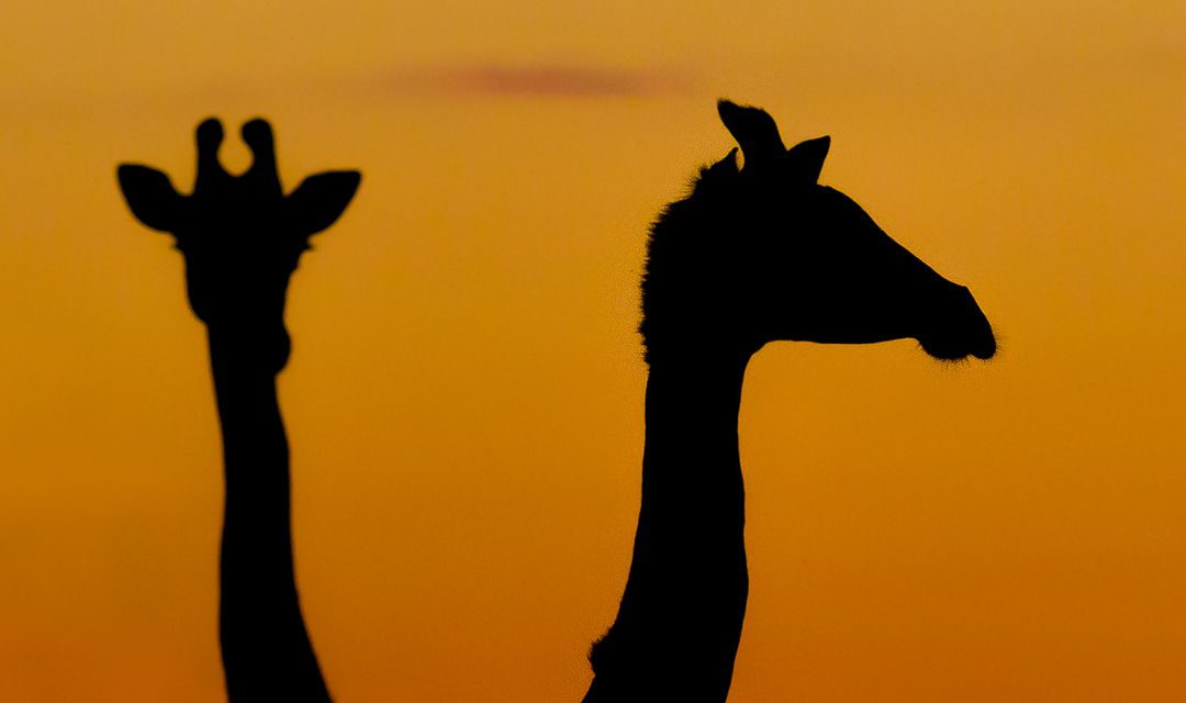 Sillhuetted Giraffes