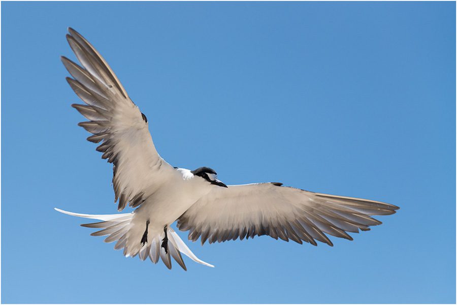 Sooty Tern