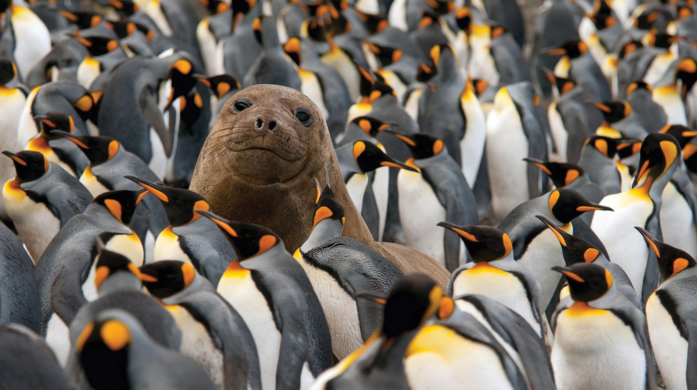 Subantarctic Birding_G_Riehle
